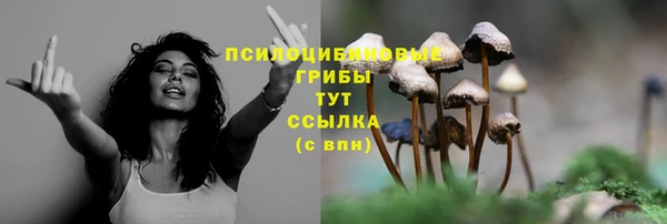 стаф Арсеньев